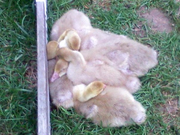 Snoozin' Geese