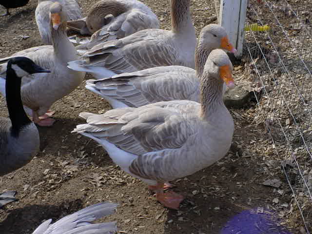 American Buff Geese