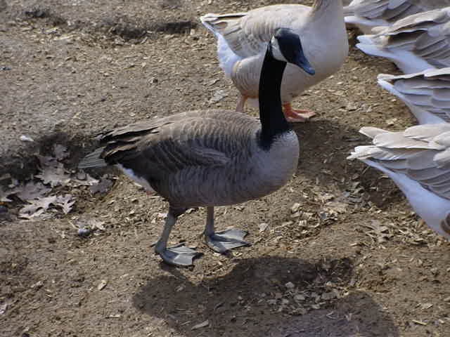 Canada Goose