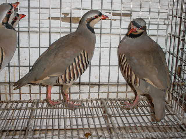 Chukar Partridges