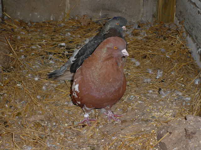 Giant Runt Pigeons