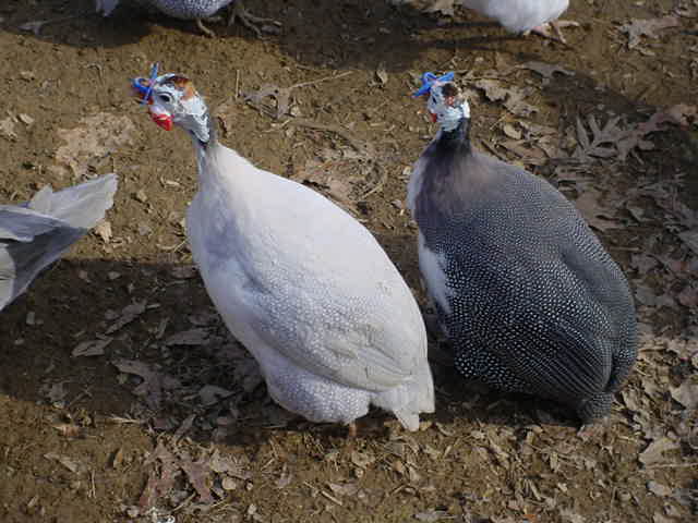 Guineas