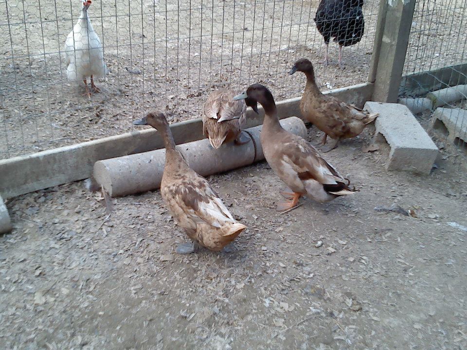 Khaki Campbell Ducks