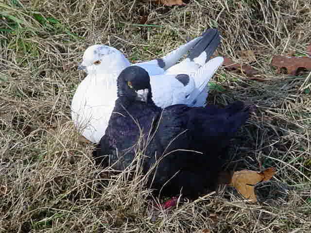 Modena Pigeons