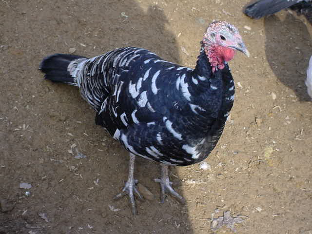 Mottled Black Turkey Hen