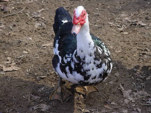 Muscovy Drake