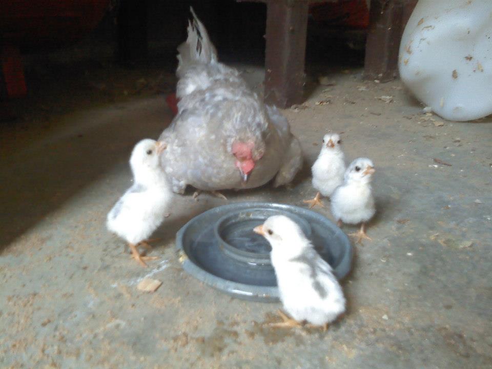 Pearl Old English Game Bantam Hen and Chicks