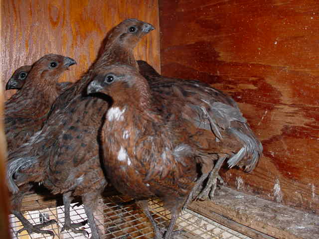 Tennessee Red Bobwhite Quail