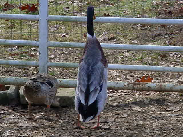 Trout Indian Runner Drake and Hen