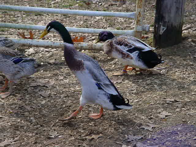 Trout Indian Runner and Welsh Harlequin Drakes