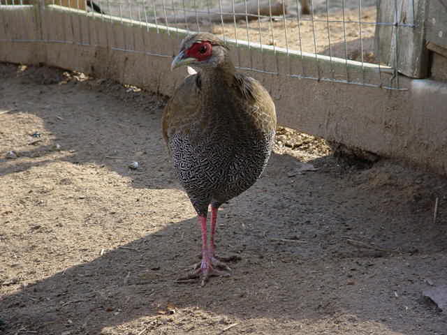 Silver Pheasant Female