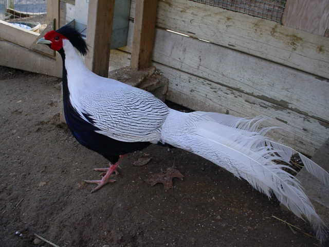 Silver Pheasant Male