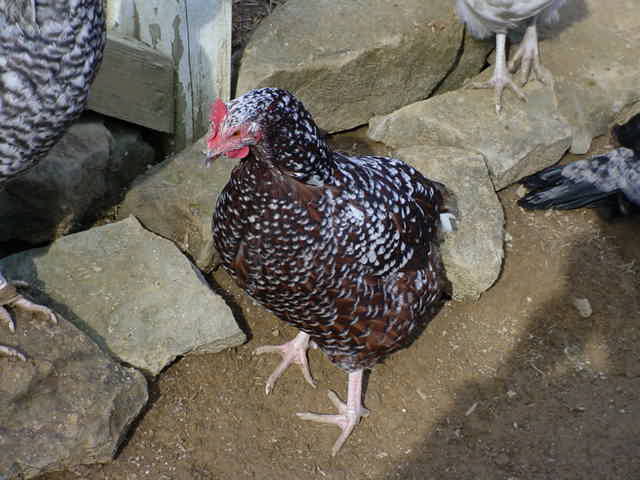 Speckled Sussex Hen