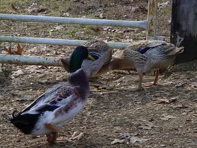 Welsh Harlequin Drake and Runner Hens